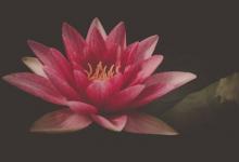 8号领袖型性格的侧翼