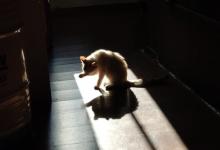ISTP：猫