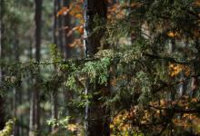 八号性格人日常生活所呈现出来的特质