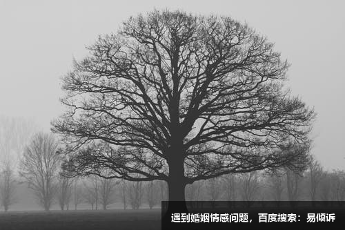二号给予者的基本描述